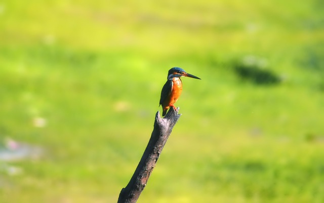 King Fisher